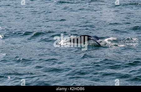 Tail of a humpback whale [Megaptera novaeangliae] seen during a whale watching excursion. Iceland. Stock Photo