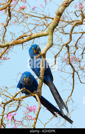 Two Hyacinth Macaws (Anodorhynchus hyacinthinus) in a Pink Ipe Tree, Pantanal, Mato Grosso, Brazil Stock Photo