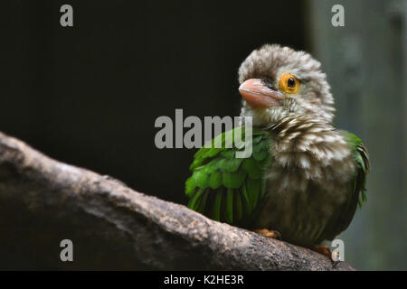 Brown-headed Barbet is resting on the tree Stock Photo