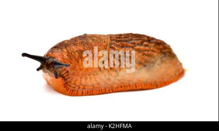 Arion hortensis common garden slug Stock Photo