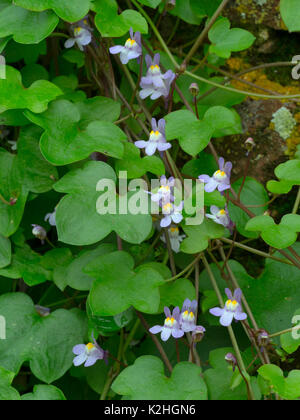 Ivy-leaved toadflax Cymbalaria muralis Stock Photo