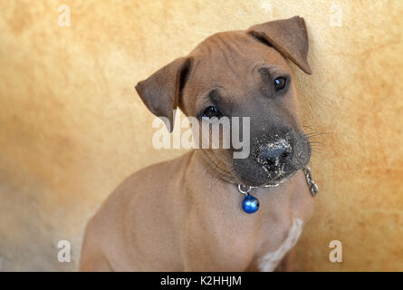 Thai ridgeback puppy 1 month age sitdown and looking, Stock Photo