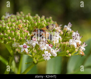hoverfly named Pellucid Fly resting on a flower head in natural bacl Stock Photo