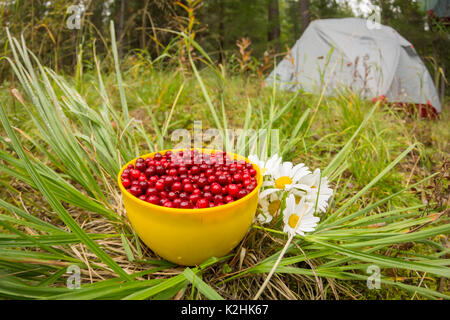 Red cowberry in a mug on the grass with white flowers field daisies, flat lay. Stock Photo