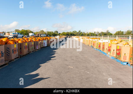 LONG ROWS OF BOXED PUMPKINS READY FOR BIDDING AT LEOLA PRODUCE MARKET, LANCASTER PENNSYLVANIA Stock Photo