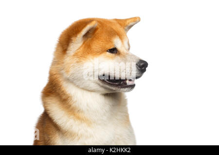 Portrait of Akita inu Dog Stock Photo