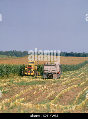 CORN SILAGE HARVEST USING 2115 NEW HOLLAND SELF-PROPELLED CHOPPER WITH GROW HEAD, BLOWING IN TO TRACTOR TRAILERS WITH DUMP TRAILERS ALONGSIDE CHOPPER Stock Photo