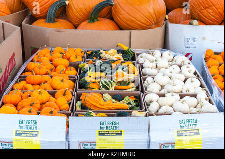 CLOSE UP OF SMALL COLORFUL PUMPKINS AND GOURDS AT LEOLA PRODUCE MARKET, LANCASTER PENNSYLVANIA Stock Photo