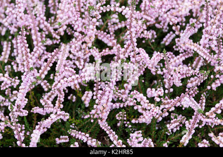 Calluna vulgaris 'Kuphaldtii' in bloom, Bar Harbor, Maine Stock Photo