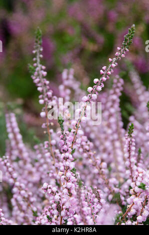 Calluna vulgaris 'Kuphaldtii' in bloom, Bar Harbor, Maine Stock Photo