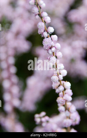 Calluna vulgaris 'Kuphaldtii' in bloom, Bar Harbor, Maine Stock Photo