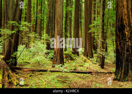 Lush green dense redwood forest Stock Photo