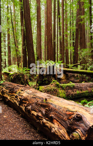 Dense redwood forest with several large fallen tree trunks Stock Photo