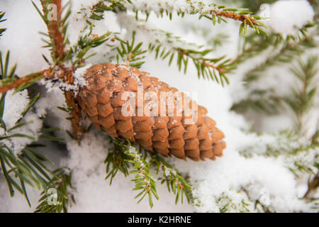 Spruce branches covered with snow, Branch of fir tree in snow with cones, background Stock Photo