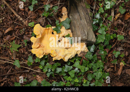 Yellow Brain fungus, Tremella mesenterica (common names include yellow brain, golden jelly fungus, yellow trembler, and witches' butter, older example Stock Photo