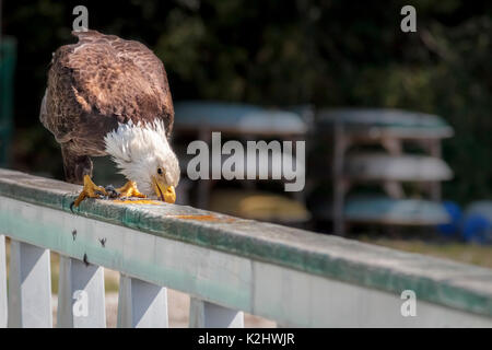 A mature bald eagle cleans its beak by rubbing it on a wharf, right after eating a smaller bird (coastal British Columbia). Stock Photo