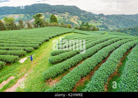 Tourist women amidst the beautiful natural scenery of green tea plantation in the mountains on Doi Mae Salong in Chiang Rai is a famous tourist destin Stock Photo