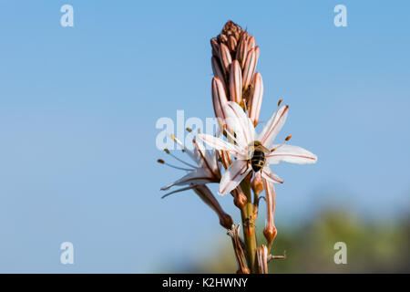 A white and yellow Summer Asphodel Flower growing in the Maltese countryside and attracting insects.Malta Stock Photo