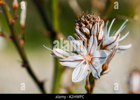 A white and yellow Summer Asphodel Flower growing in the Maltese countryside and attracting insects.Malta Stock Photo