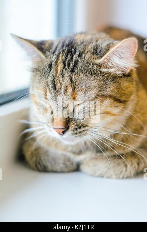 Sleeping cat. Portrait of a domestic cat on a white windowsill. Lazy cat lays near the window with close eyes Stock Photo