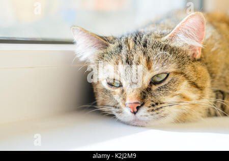 Portrait of a resting domestic cat on a white windowsill. Lazy cat lays near the window Stock Photo
