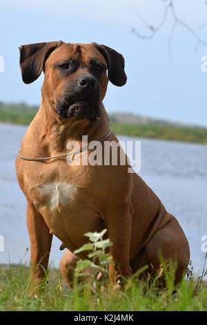 Large, strong dog Boerboel, yellow. African Mastiff. Stock Photo