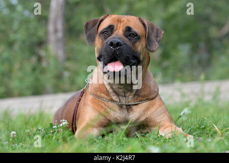 Large, strong dog Boerboel, yellow. African Mastiff. Stock Photo