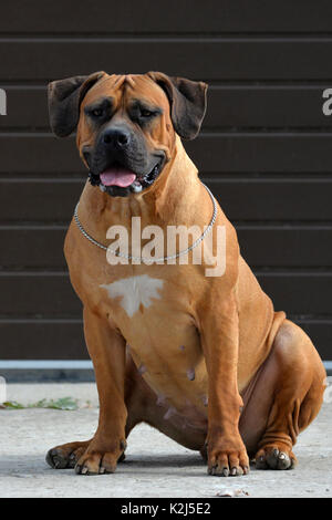 Large, strong dog Boerboel, yellow. African Mastiff. Stock Photo