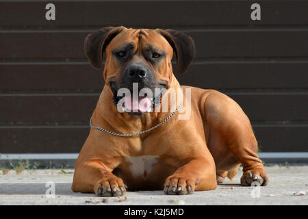 Large, strong dog Boerboel, yellow. African Mastiff. Stock Photo