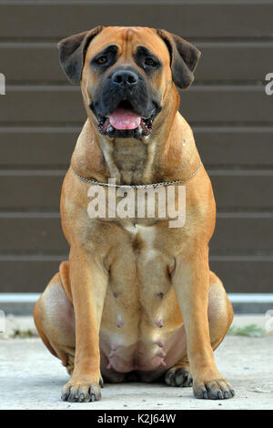 Large, strong dog Boerboel, yellow. African Mastiff. Stock Photo