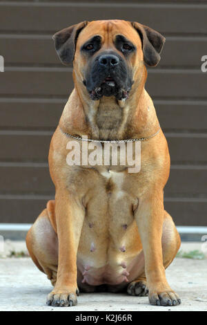 Large, strong dog Boerboel, yellow. African Mastiff. Stock Photo