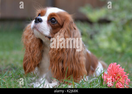 Very sweet little sob, Cavalier King Charles Spaniel. With lenticular ears, yellow-white and a nice face. Stock Photo