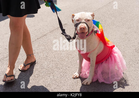 Pit bull terrier dog with a gay rainbow flag on its back and a pink skirt at Montreal Pride Parade Stock Photo