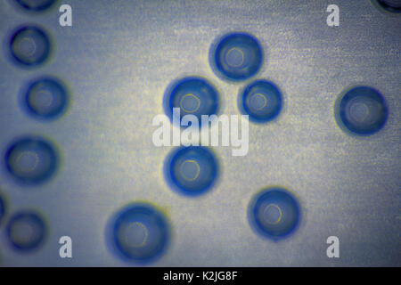 Harmonic backgrounds (screensaver). Air bubbles in water (bleb) on light, smooth surface. Interior design, design creativity, Stock Photo