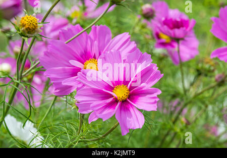 Cosmos bipinnatus 'Sensation Series' (Sensation mix), AKA Mexican Aster or Garden Cosmos, in Summer in West Sussex, England, UK. Stock Photo