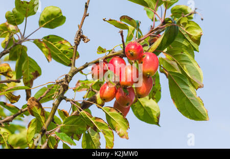 Crab Apple tree in late Summer with red fruit growing. Crabapple tree in the UK. Stock Photo