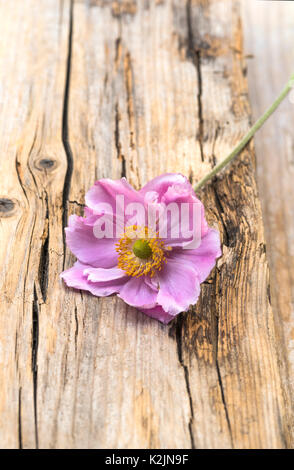 Single flower of Anemone hybrida Königin Charlotte, laying on some distressed wood. Stock Photo