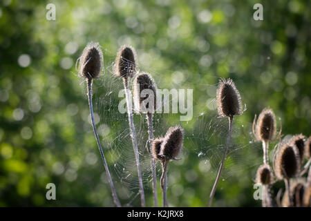 Spider web amongst teasel flower heads in summer Stock Photo