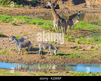 Herd of Zebras, Giraffes and Antelopes grazing on Shingwedzi riverbank in the Kruger National Park, major travel destination in South Africa. Idyllic  Stock Photo