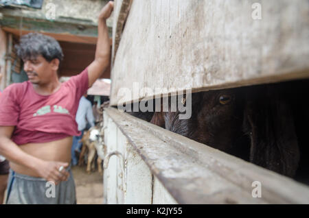 Kolkata, India. 30th Aug, 2017. Supplier unloading goats at a livestock market, Ahead of the Eid al-Adha festival in Kolkata, West Bengal, India August 30, 2017. Credit: Avijit Ghosh/Pacific Press/Alamy Live News Stock Photo