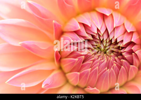 Glasgow, Scotland, UK. 30th August, 2017. UK Weather: Dahlia floral display in the gardens of Pollok Country Park on a cloudy and showery afternoon. Credit: Skully/Alamy Live News Stock Photo