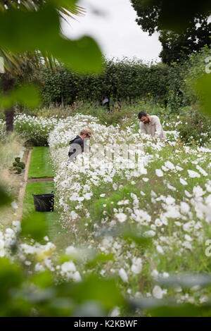 London, UK. 30th Aug, 2017. Palace Gardeners tend to the flowers in the White Garden, Kensington Palace, ahead of the memorial visit by TRH Duke and Duchess of Cambridge and HRH Prince Harry Credit: amanda rose/Alamy Live News Stock Photo