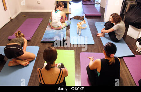 New York, USA. 10th Aug, 2017. Several cats can be seen between the Yoga course participants at the Café Meow Parlour in New York, USA, 10 August 2017. The café offers Yoga courses with the presence of cats. Photo: Stephanie Ott/dpa/Alamy Live News Stock Photo