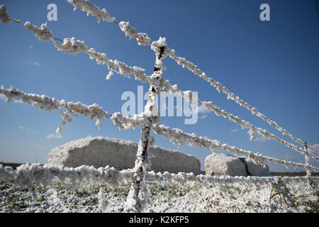 Refugio, USA. 30th Aug, 2017. Ruined cotton clings to the fence along U.S. Highway 77 in Refugio County in the aftermath of Hurricane Harvey. Texas farmers lost millions in crop damage due to the Category 4 storm last week. Credit: Bob Daemmrich/Alamy Live News Stock Photo