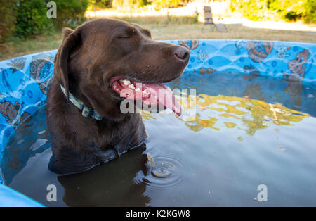 Roseburg, OREGON, USA. 31st Aug, 2017. On a hot summer afternoon, a chocolate Labrador named COCOA cools down in a small swimming pool outside a home near Roseburg. The National Weather Service is predicting four days of over 100 degree days as a hot August gives way to September in southwestern Oregon Credit: Robin Loznak/ZUMA Wire/Alamy Live News Stock Photo