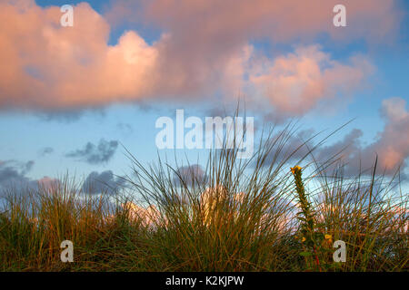 Southport, Lancashire, UK Weather. 1st September, 2017.  The first day of Autumn brings a bright sunny start to the day as the last of the flowering evening primose plant hangs on to its blooms. Credit; MediaWorldImages/AlamyLiveNews Stock Photo