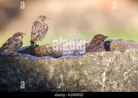 Northampton, UK. 1st September 2017. UK Weather: Sunshine for the early morning wash and drink in the birdbath, House Sparrows. Passer domesticus  (Passeridae) waiting to take there turn after the Blackbird. Turdus merula (Turdidae) has finished. Credit: Keith J Smith./Alamy Live News Stock Photo
