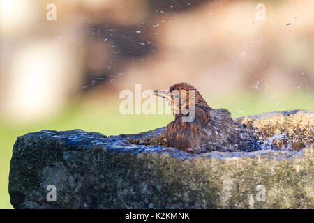 Northampton, UK. 1st September 2017. UK Weather: Sunshine for the early morning wash and drink in the birdbath, a young Blackbird. Turdus merula (Turdidae) first in. Credit: Keith J Smith./Alamy Live News Stock Photo