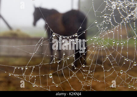 Winnigen, Germany. 01st Sep, 2017. A spider web with dew drops can be seen on the fence of a paddock in Winnigen, Germany on 01 September 2017, which marks the meteorological beginning of autumn. Credit: Thomas Frey/dpa/Alamy Live News Stock Photo