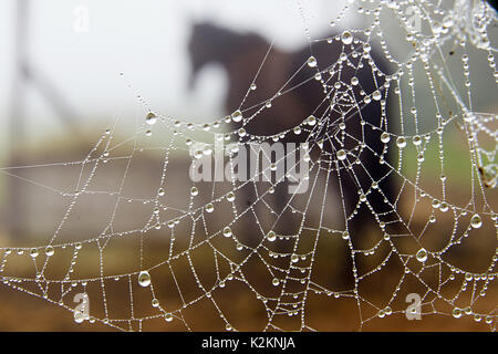 Winnigen, Germany. 01st Sep, 2017. A spider web with dew drops can be seen on the fence of a paddock in Winnigen, Germany on 01 September 2017, which marks the meteorological beginning of autumn. Credit: Thomas Frey/dpa/Alamy Live News Stock Photo